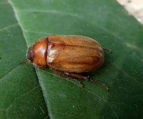 鳖虫图片,自然界的神秘生物掠影