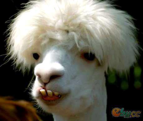 羊驼图片搞笑,萌态可掬，笑料百出